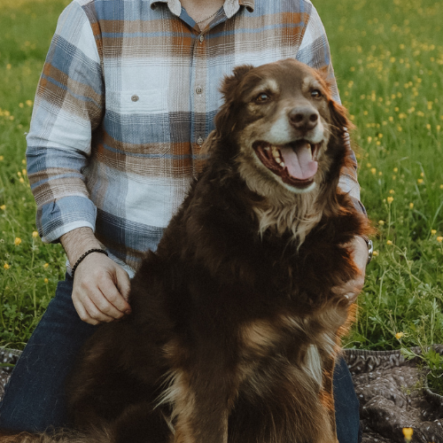 brown dog