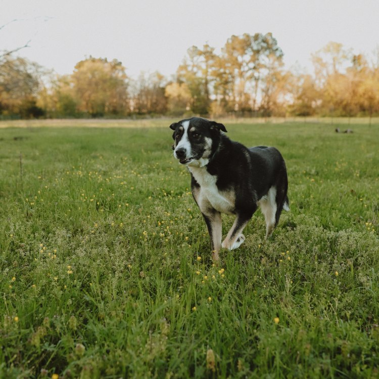 dog running