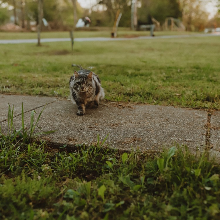 dog running