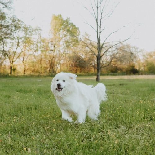 dog running