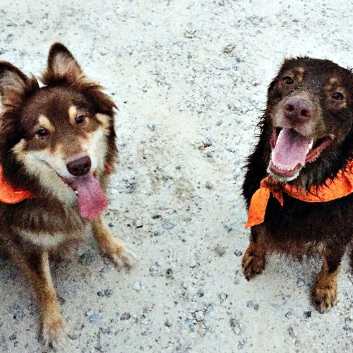 Benefits of Sick Pet Exams