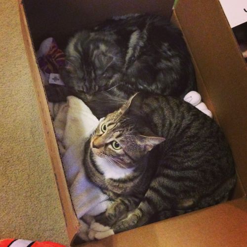 two cats in a box