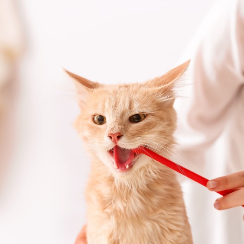 vet brushing the cat teeth The Benefits of Veterinary Diagnostics