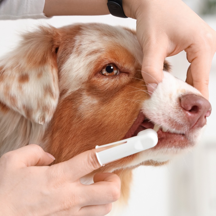 vet checking the dog teeth