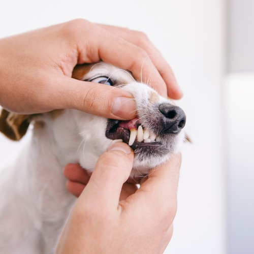 vet examine the dog teeth In-House Lab